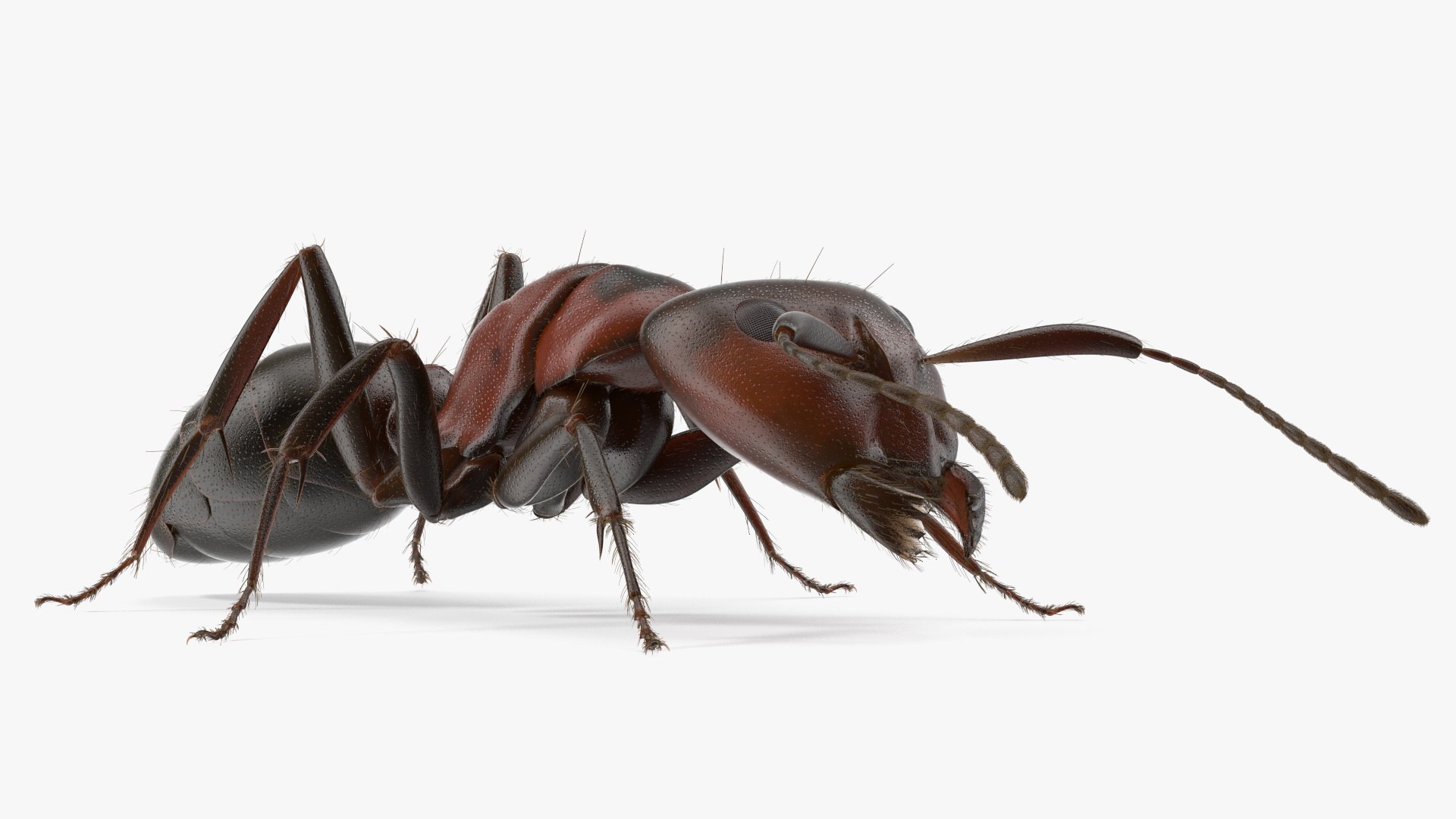 Realistic Ant Insect Fur model https://p.turbosquid.com/ts-thumb/Q6/BT3SK0/fv/realistic_ant_insect_fur_007/jpg/1738328341/1920x1080/fit_q87/06a9871b932edfccbbde6e9650f089c4797edf05/realistic_ant_insect_fur_007.jpg