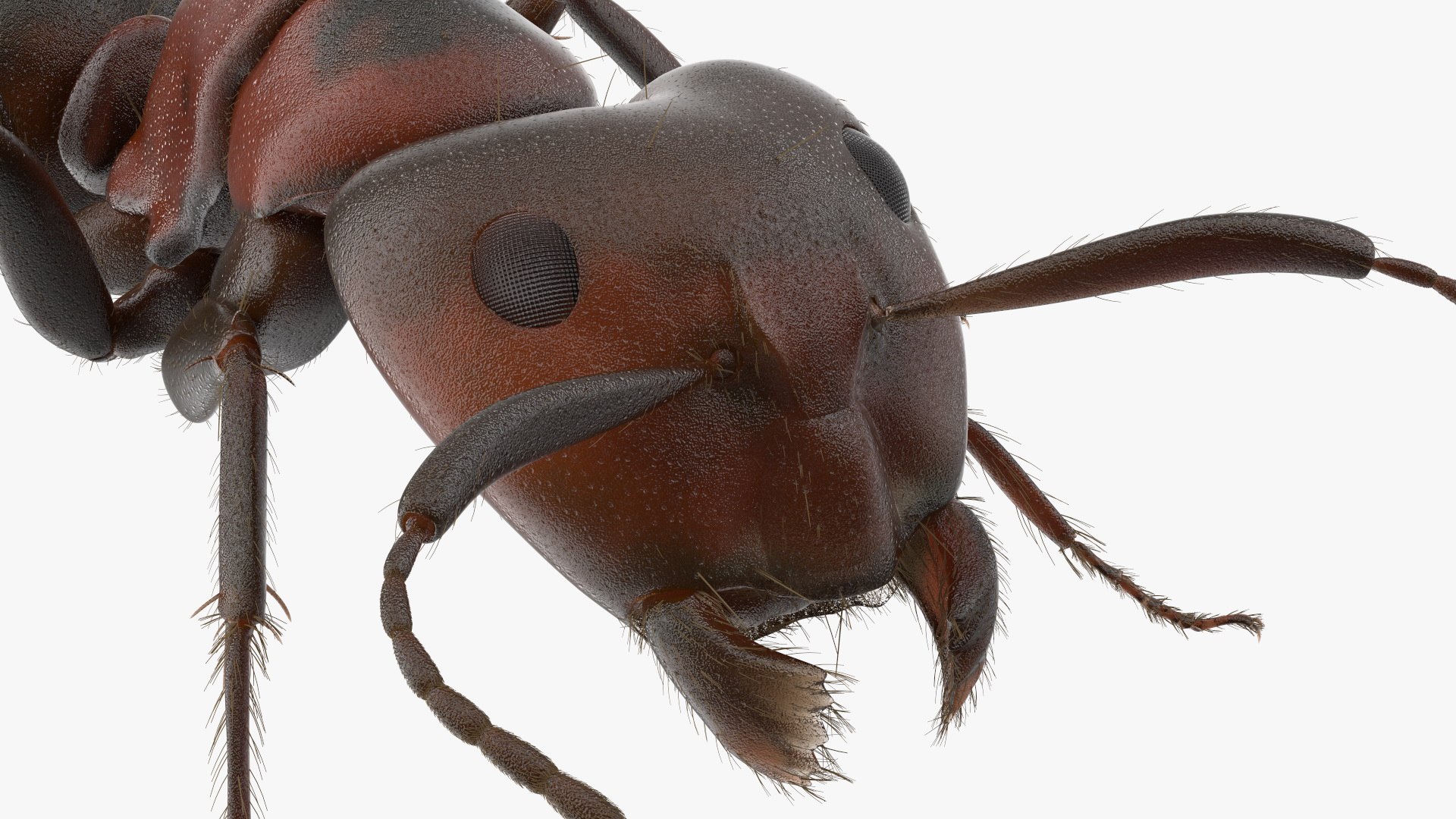 Realistic Ant Insect Fur model https://p.turbosquid.com/ts-thumb/Q6/BT3SK0/gE/realistic_ant_insect_fur_014/jpg/1738328373/1920x1080/fit_q87/4cea480cb5b10be2cdda38f6d1e768c1596ba99c/realistic_ant_insect_fur_014.jpg