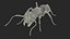 Realistic Ant Insect Fur model