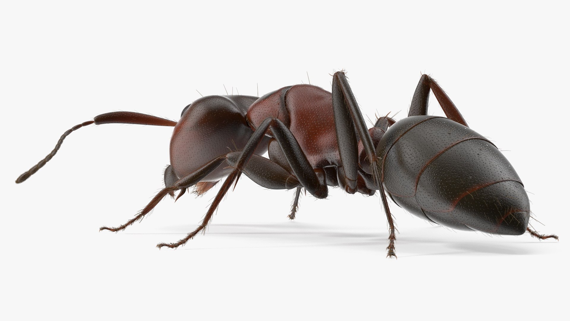 Realistic Ant Insect Fur model https://p.turbosquid.com/ts-thumb/Q6/BT3SK0/vE/realistic_ant_insect_fur_010/jpg/1738328355/1920x1080/fit_q87/f32d37175a46ca011dd7f06604ed94672c507296/realistic_ant_insect_fur_010.jpg
