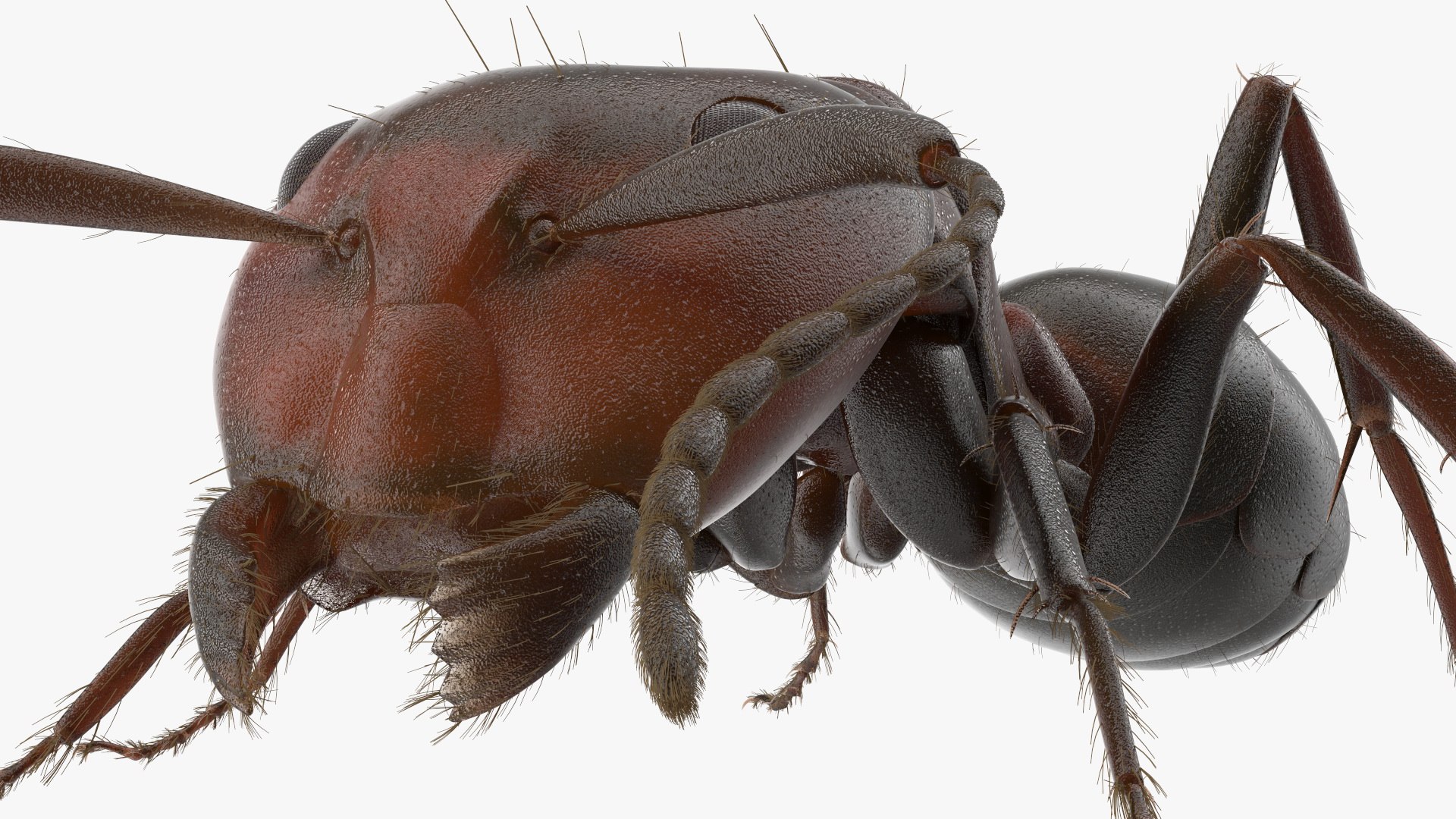 Realistic Ant Insect Fur model https://p.turbosquid.com/ts-thumb/Q6/BT3SK0/vZ/realistic_ant_insect_fur_015/jpg/1738328378/1920x1080/fit_q87/6f0afb5d66106adbac5dcd748b5c2803cddab60f/realistic_ant_insect_fur_015.jpg
