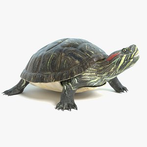 turtle animations model