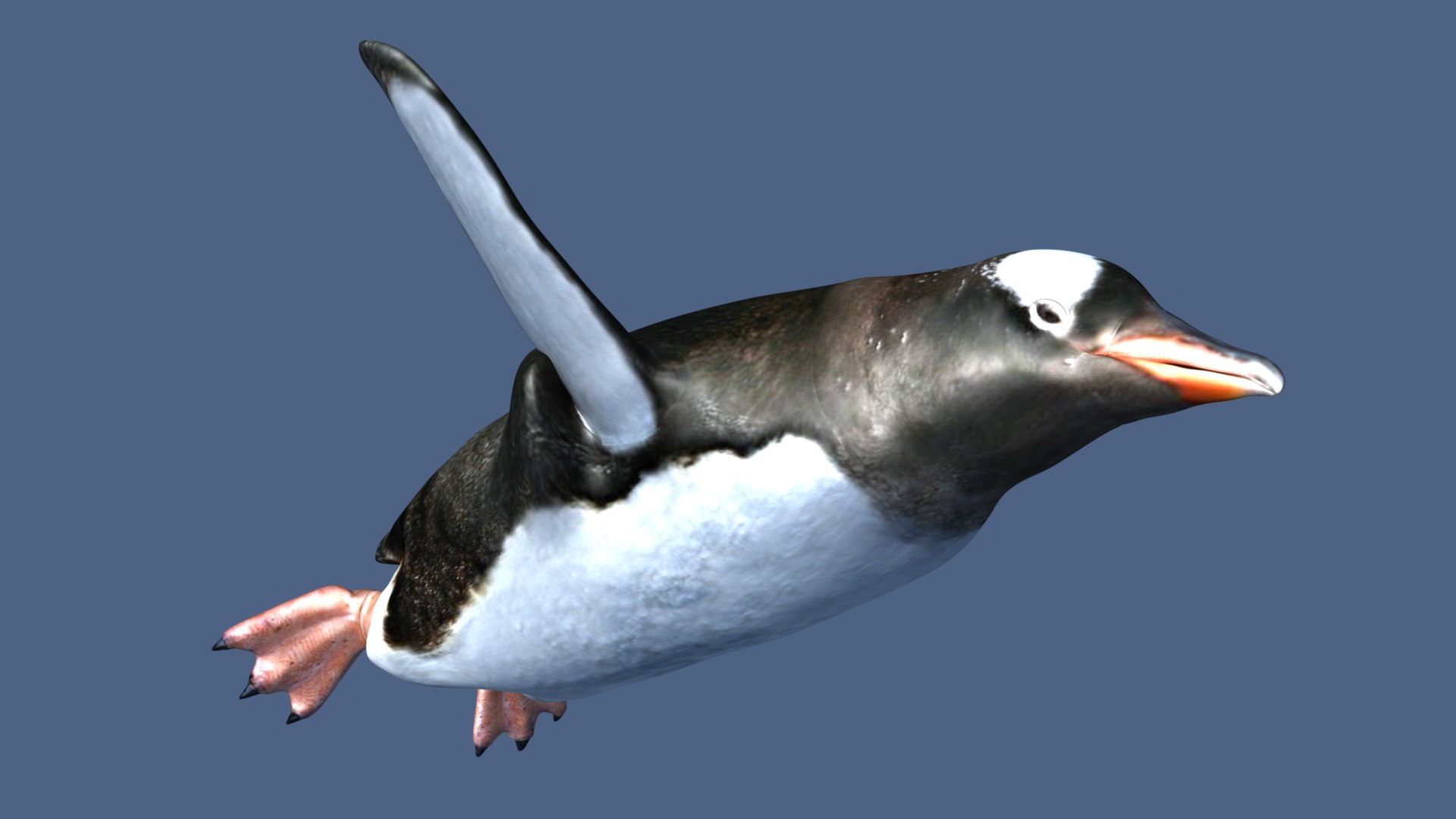 Penguin 3D - TurboSquid 2194916