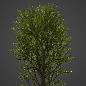 tree 3D model