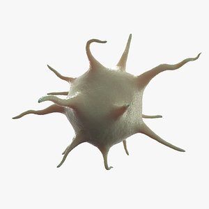 Platelet Thrombocyte 2