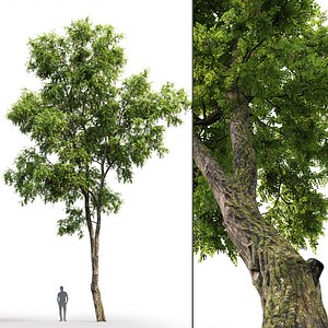 Robinia Pseudoacacia 06