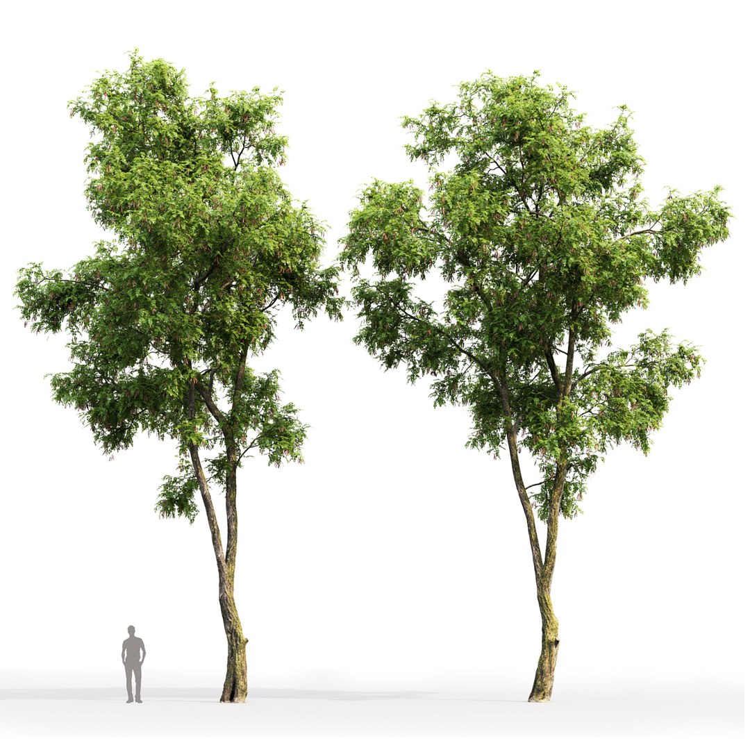 acacia tree 3D https://p.turbosquid.com/ts-thumb/Q6/nKpzmW/3P/2/jpg/1614426000/1920x1080/fit_q87/1980a51069528000d7cf532a865d355b900a93b9/2.jpg
