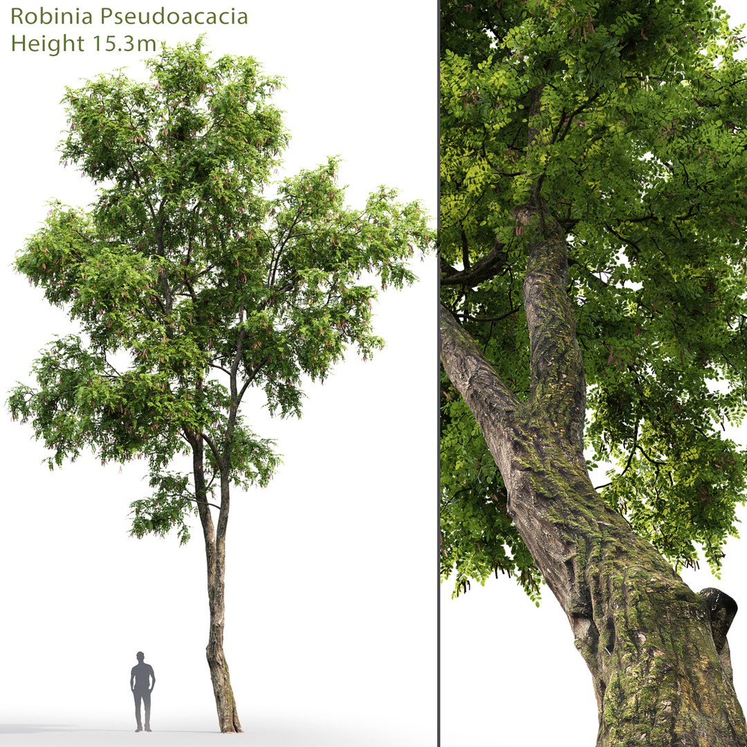 acacia tree 3D https://p.turbosquid.com/ts-thumb/Q6/nKpzmW/kU/1/jpg/1614425998/1920x1080/fit_q87/1d4433a4981421e52d406c5d2f0aa74ca1421cd4/1.jpg