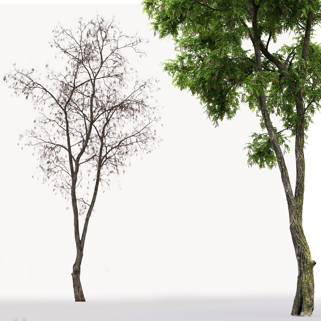 acacia tree 3D https://p.turbosquid.com/ts-thumb/Q6/nKpzmW/lR/3/jpg/1614426008/1920x1080/fit_q87/733af3660b27a4d6778a83395c6b3a382139b42a/3.jpg