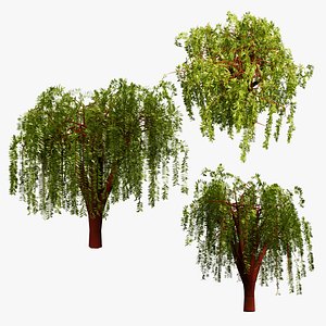 3D Weeping Willow Tree model