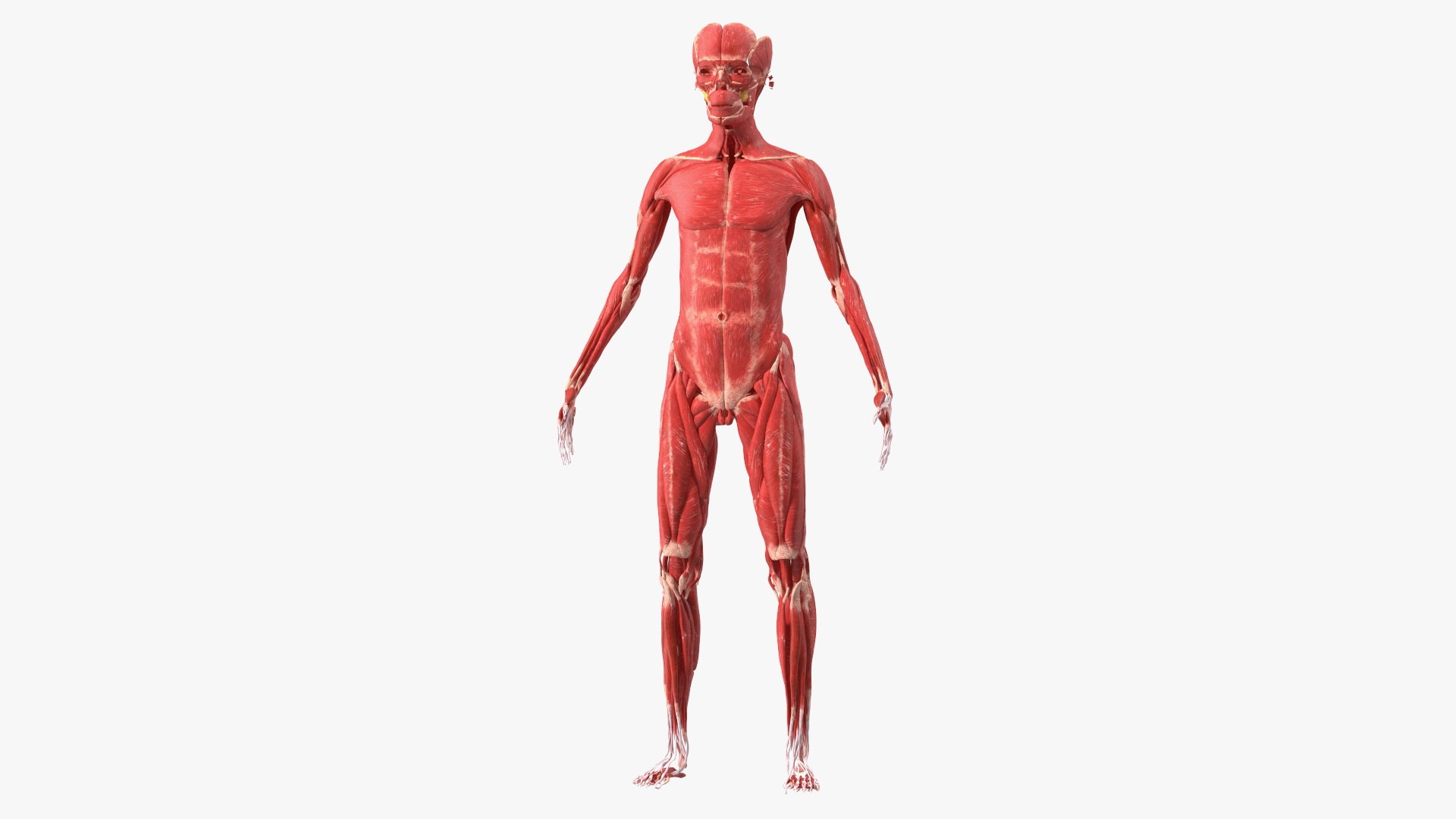 Young Male Muscle System 3D model preview