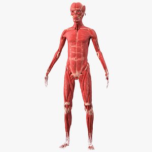 Young Male Muscle System 3D