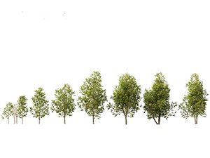 Eucommia ulmoides - Hardy rubber tree 01 3D model