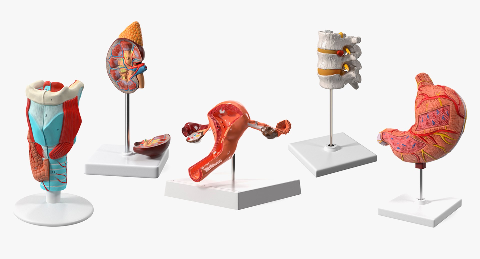 3D Medical Models Collection 4 model - TurboSquid 2118744