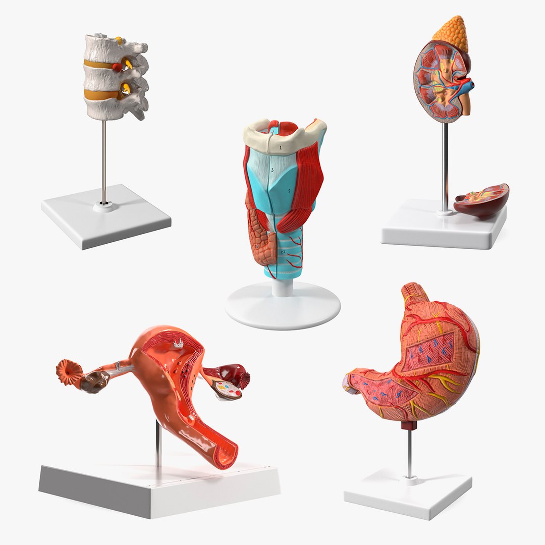 Medical Models Collection 4 3D model preview