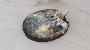 Cat Sleeping