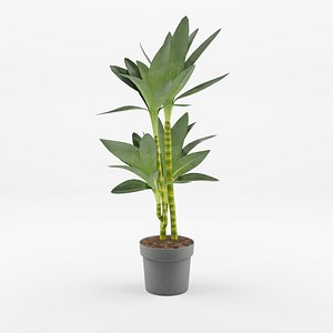 3D Dracaena Janet Lind model