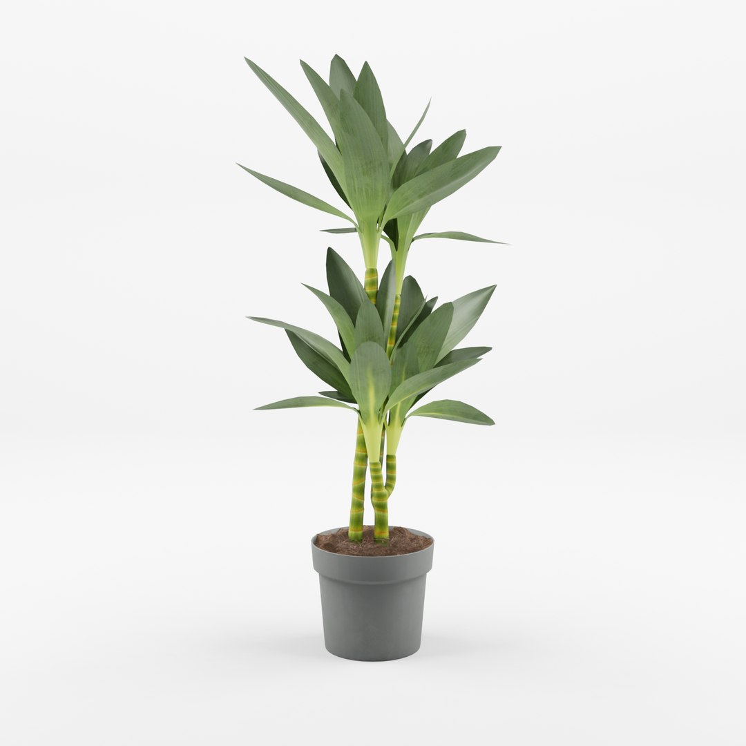 3D Dracaena Janet Lind model https://p.turbosquid.com/ts-thumb/Q7/PU48aA/Gk/preview_3/jpg/1720436046/1920x1080/fit_q87/958dfe47d4eb0858d19422c6c7dd25f672ede4ca/preview_3.jpg