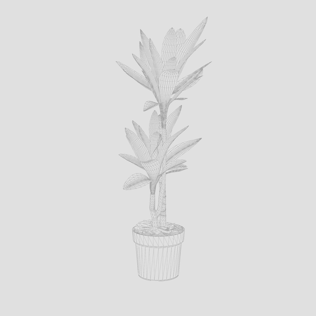 3D Dracaena Janet Lind model https://p.turbosquid.com/ts-thumb/Q7/PU48aA/zR/preview_5/jpg/1720436057/1920x1080/fit_q87/bbf556ed62dd88d8579d84305c4842b894d30b98/preview_5.jpg