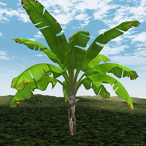 Banana Tree