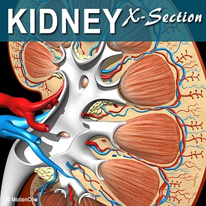 3d cross sectional human kidney model
