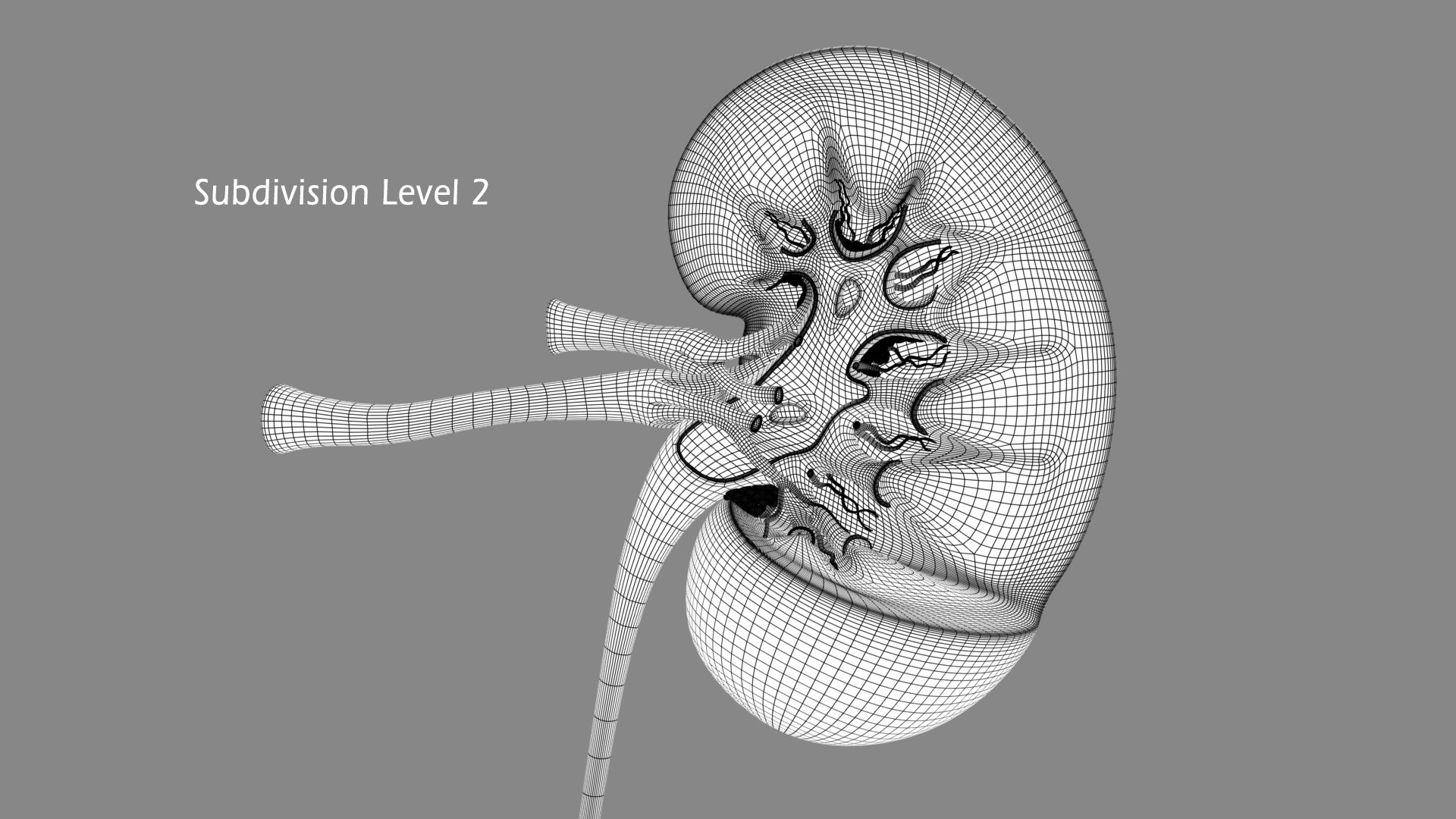 3d Cross Sectional Human Kidney Model