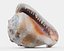 Red helmet shell of a Ocean Snail
