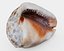 Red helmet shell of a Ocean Snail