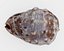 Red helmet shell of a Ocean Snail