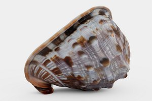 Red helmet shell of a Ocean Snail