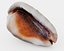 Red helmet shell of a Ocean Snail