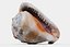 Red helmet shell of a Ocean Snail