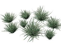 HighpolyLow Poly Lomandra filiformis Savanna Blue - Wattle Mat-Rush