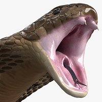 Naja Cobra Snake Attack Pose