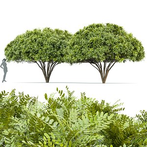 3D Palo verde 2 trees
