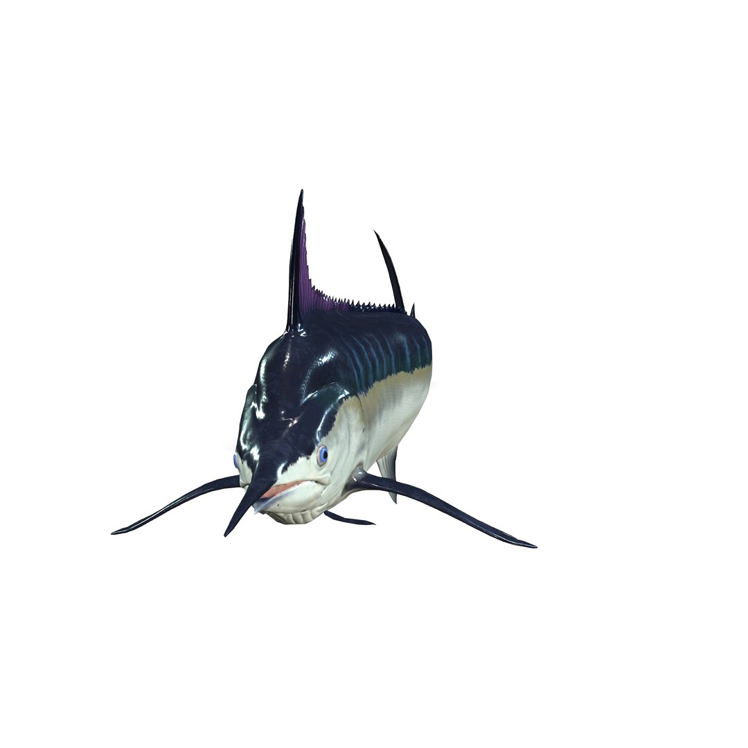 FISH SWORDFISH SEA OCEAN Model - TurboSquid 2216847