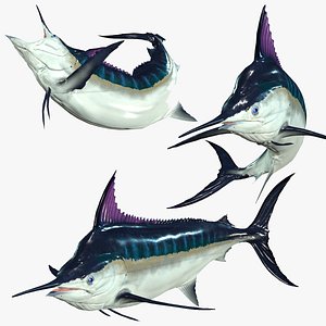 FISH SWORDFISH SEA OCEAN model