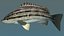 Sharpnose tigerfish