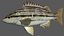 Sharpnose tigerfish