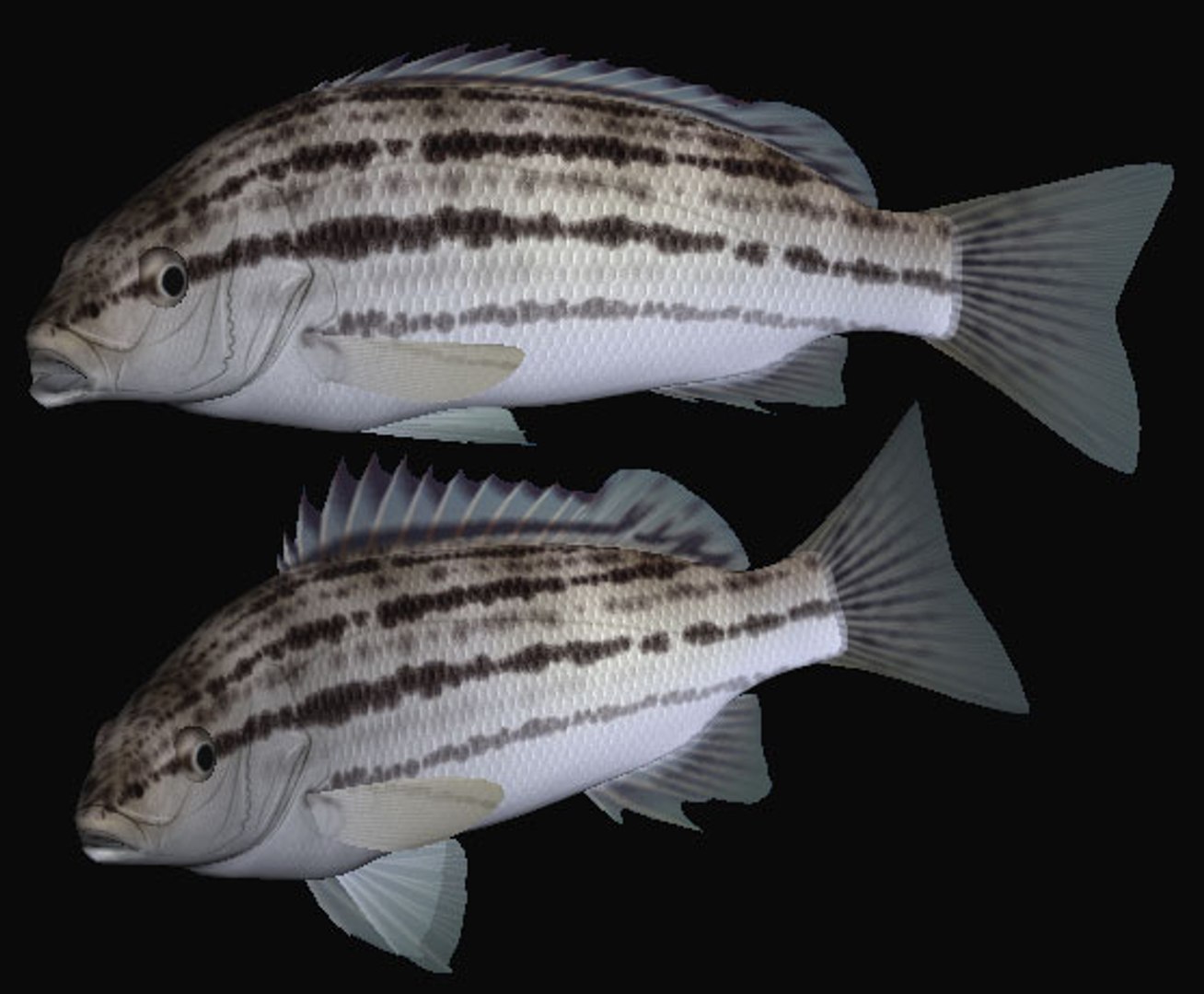 3d rhynchopelates oxyrhynchus swimming model https://p.turbosquid.com/ts-thumb/Q8/NhZftE/CPqx7Rrh/simac/jpg/1446816997/1920x1080/fit_q87/6d5c4980c8e6819317b2abd48ae1d8440f226c73/simac.jpg