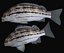 Sharpnose tigerfish