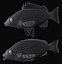 Sharpnose tigerfish