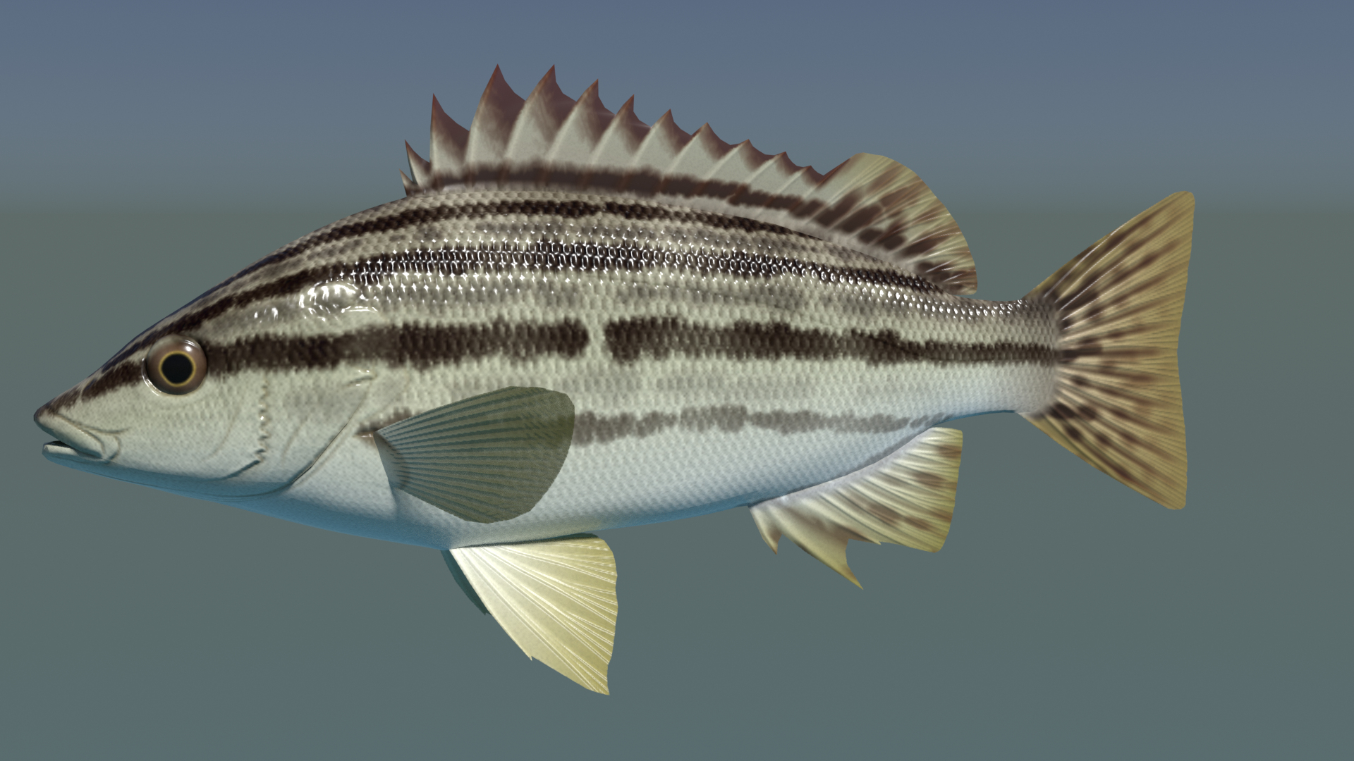 3d rhynchopelates oxyrhynchus swimming model https://p.turbosquid.com/ts-thumb/Q8/NhZftE/Gx/turntable/png/1633173773/1920x1080/turn_fit_q99/f00480aed299a3f4cd045ec2d4ee12fc8708e8d1/turntable-1.jpg