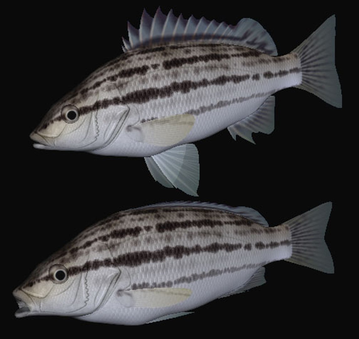 3d rhynchopelates oxyrhynchus swimming model https://p.turbosquid.com/ts-thumb/Q8/NhZftE/MWkoAMas/simaa/jpg/1446816997/1920x1080/fit_q87/337ba4b1b6f3fbe0dd7c43bf2964dfac66aef3a6/simaa.jpg