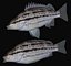 Sharpnose tigerfish