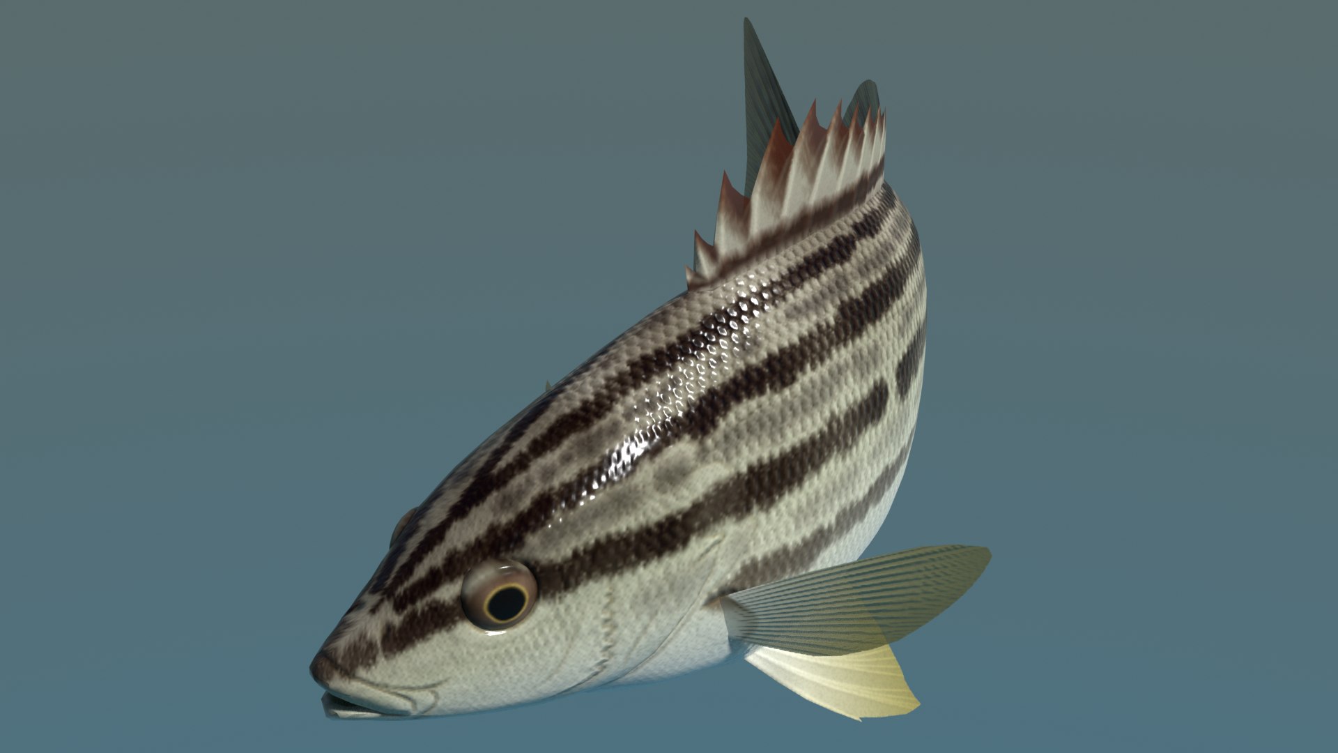 3d rhynchopelates oxyrhynchus swimming model https://p.turbosquid.com/ts-thumb/Q8/NhZftE/PF/simaisakiimage2/png/1633173697/1920x1080/fit_q87/0d6c3ca0b77ccc7325d779957e494551a6914219/simaisakiimage2.jpg