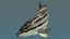 Sharpnose tigerfish