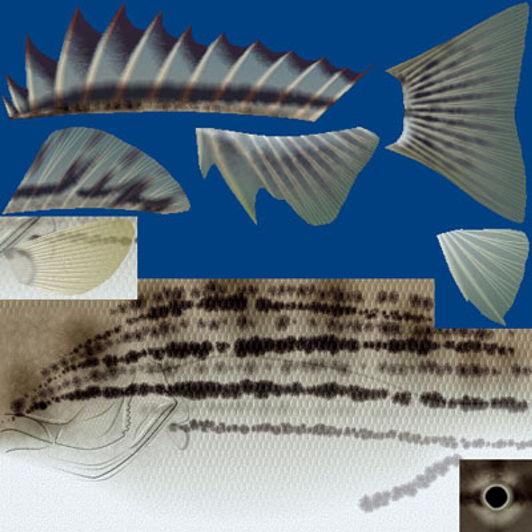 3d rhynchopelates oxyrhynchus swimming model https://p.turbosquid.com/ts-thumb/Q8/NhZftE/Wzl716tq/simae/jpg/1446816997/1920x1080/fit_q87/5835260c6bddda00812dfed84c94eae1f07a78d9/simae.jpg
