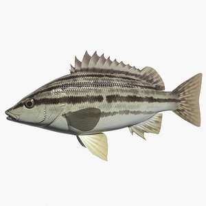 Sharpnose tigerfish