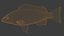 Sharpnose tigerfish